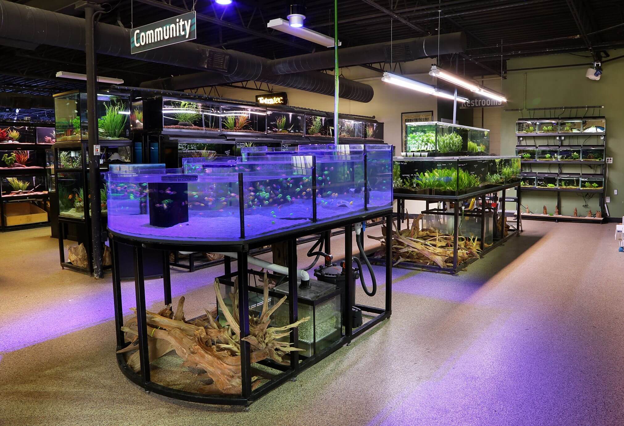 Thiết kế cửa hàng cá cảnh ấn tượng là lợi thế trong kinh doanh